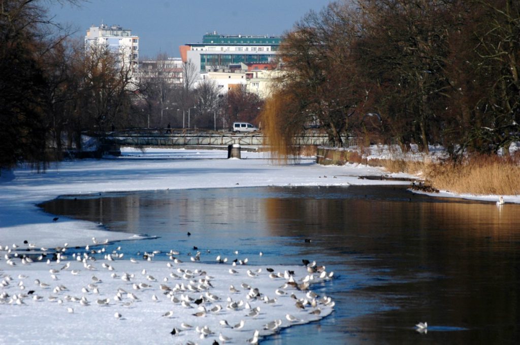 Parsęta zimą w Kołobrzegu, ptaki na zaśnieżonym brzegu